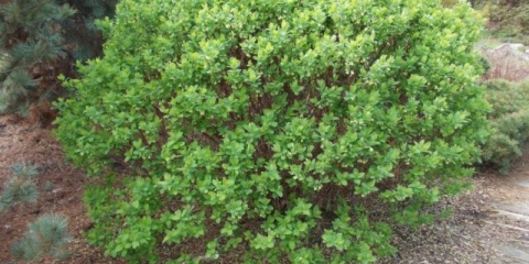 Gurmanska sorta orlovih noktiju: sadnja i njega, oprašivači, recenzije